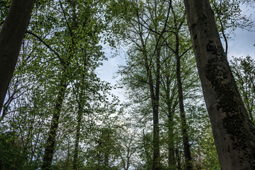 Fototapeta premium Tall trees create a serene canopy in a lush forest under a cloudy sky during spring season