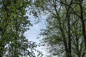 Sunlight filters through green leaves in a serene forest on a calm overcast day