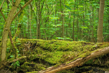 Lush green forest with soft moss covering fallen log in serene woodland setting during daytime