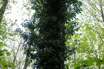Lush green vines enveloping a tall tree in a serene forest during daytime