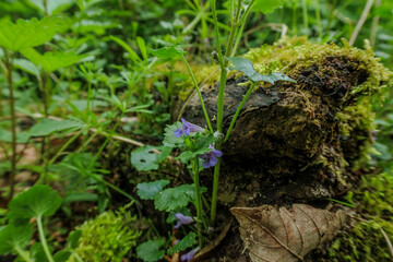 Wildflowers bloom amidst lush greenery in a serene forest setting during late spring