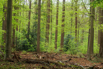 Obraz premium Lush forest with tall trees and vibrant greenery in springtime glow creating a serene atmosphere for nature lovers