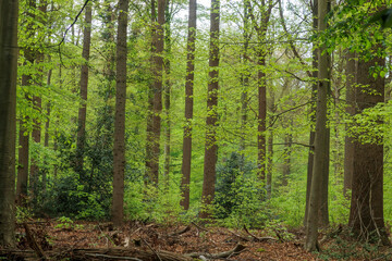 Fototapeta premium Lush green forest with tall trees during springtime in a serene woodland setting