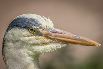 Close-Up of Heron’s Head with Sharp Orange Beak and Yellow Eye