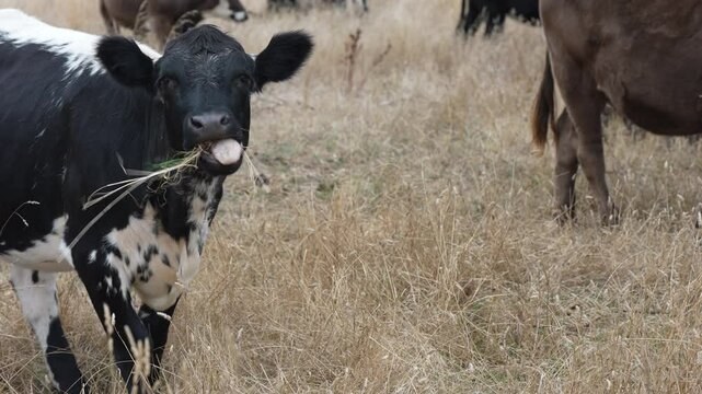livestock in a meadow, sustainable carbon neutral farming being practiced. regenerative raised cows in a field. agricultural technology innovation.	
