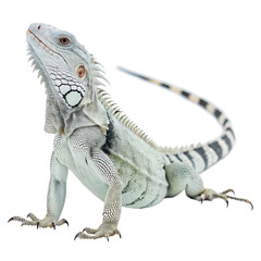 Obraz premium Iguana png reptile illustration png exotic lizard png white background image