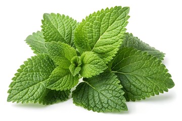 Fresh green mint leaves cluster, closeup detail, aromatic herb, healthy ingredient, isolated