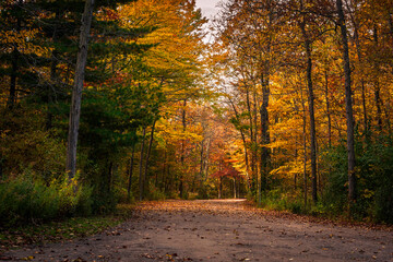 Road through the autumn forest, autumn scenery