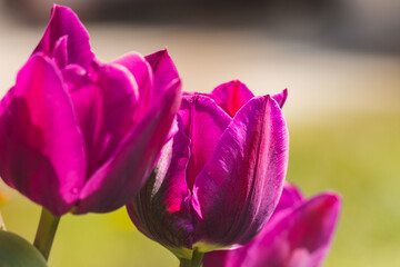 Beautiful spring tulips in the Netherlands on a sunny April day .