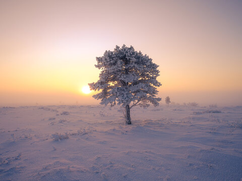 lonely tree in the snow