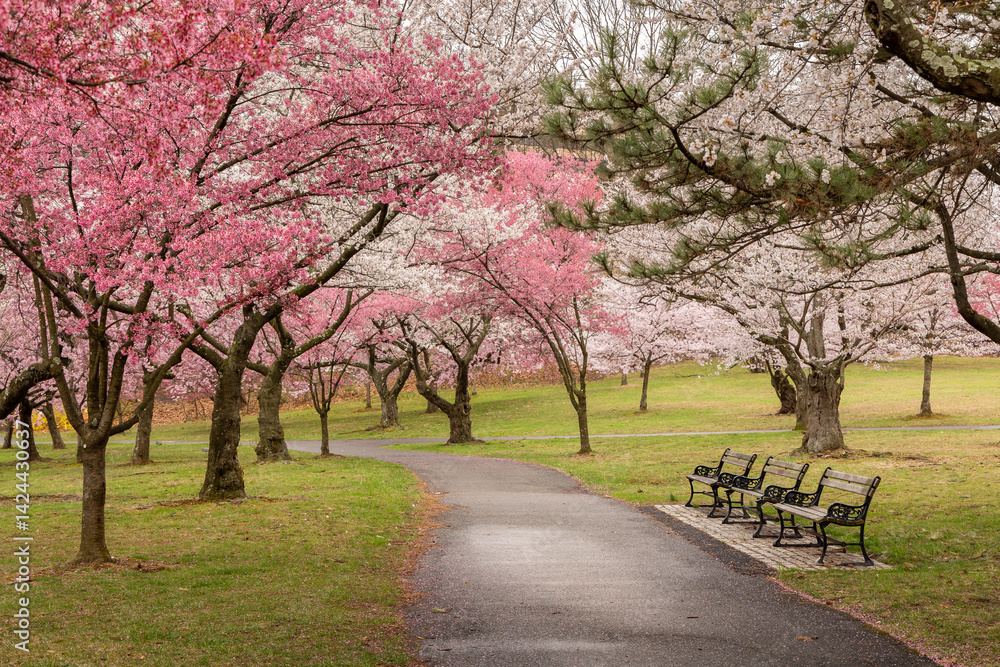 Wall mural spring blossoms in branch brook park, newark nj on a cloudy day with light rain in april. benches to