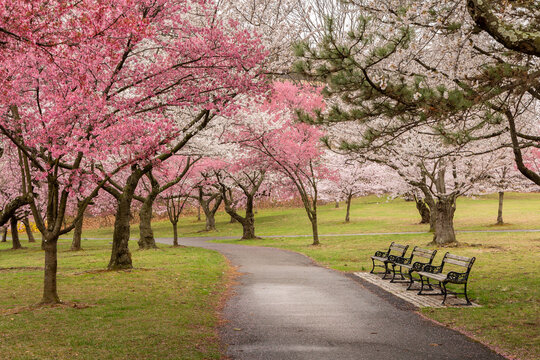 Spring blossoms in Branch Brook Park, Newark NJ on a cloudy day with light rain in April. Benches to relax and view the seasonal beauty along the path. 