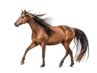 Obraz premium A red horse isolated 