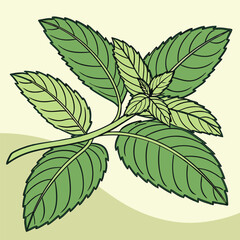 Mint Herb Drawing