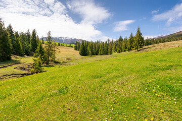 mountainous countryside of ukraine in spring. fir woods on the grassy hills. distant alpine tops of borzhava ridge in snow. sunny day in transcarpathia