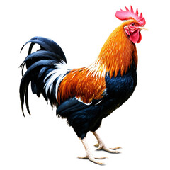 Fototapeta premium rooster isolated on transparent background