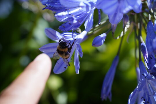 botfly feeding on the nectar of a flower