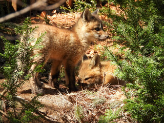 Fox kits brimming with curiosity and eagerness to explore their surroundings.