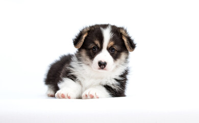 Welsh Corgi tricolor puppy lying and looking on white background