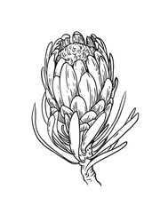Outline black and white protea flower. Realistic botanic illustration. Vintage floral cover design