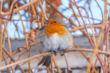 Cute bird the European Robin, Erithacus rubecula. sitting on the tree branch in winter.