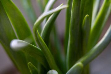 Close-up view of vibrant green onions leaves in bright light