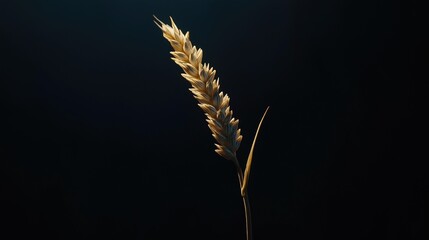 Beautiful ear of wheat on a dark background. The concept of the Holodomor.