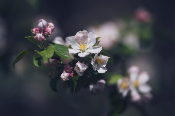 Blossoming apple tree in spring. Soft focus. dark background