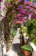 Path to the house through a narrow tunnel covered with pink bougainvillea on the island of Capri, Italy