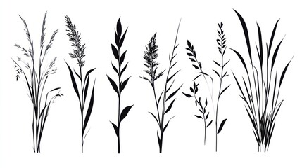 Obraz premium Wildflower silhouettes, meadow, nature, design element, background