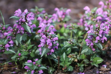 Lamium maculatum Roseum. Spotted henbit, spotted dead nettle, purple dragon in spring garden.