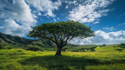 Obraz premium Lone tree in grassy meadow, sunny landscape, tranquil scene, nature photography