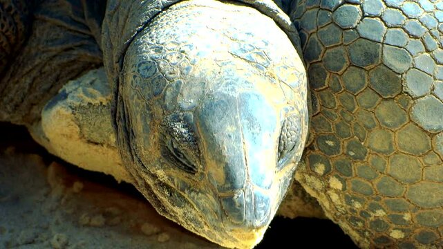 giant tortoise head