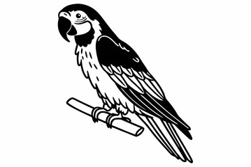black and white bird