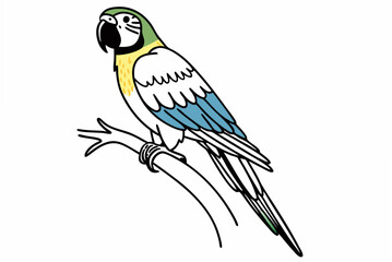 blue and yellow macaw