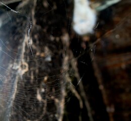 spider on web