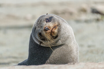 A fur seal staring at the camera a the Kaikoura Peninsula 