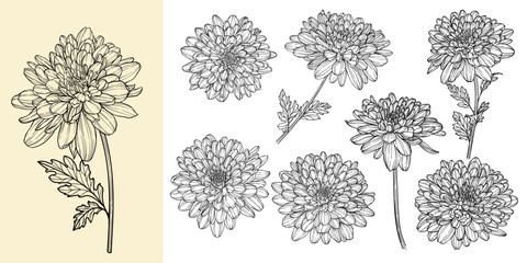 set of beautiful monochrome, black and white chrysanthemum daisy flower isolated. for greeting card and invitations of the wedding, birthday, Valentine's Day, mother's day and other seasonal holiday.