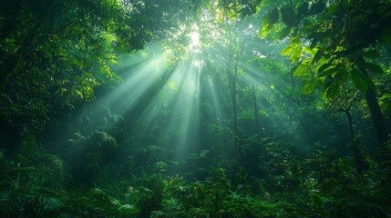 Obraz premium A bright sunny day in a lush green forest