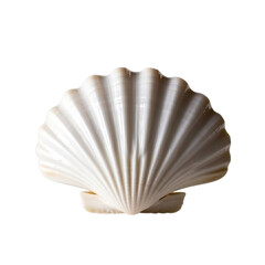 white seashell on a transparent background