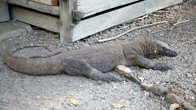 galapagos land iguana