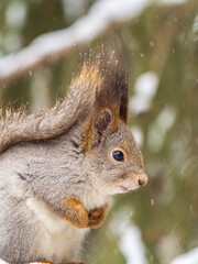 The squirrel sits on a branches without leaves in the winter or autumn