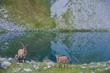 family of mountain wild goats in nature