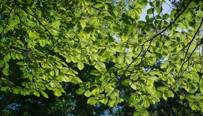 Fototapeta premium tree branches and green leaves overlay fine art photography fine art