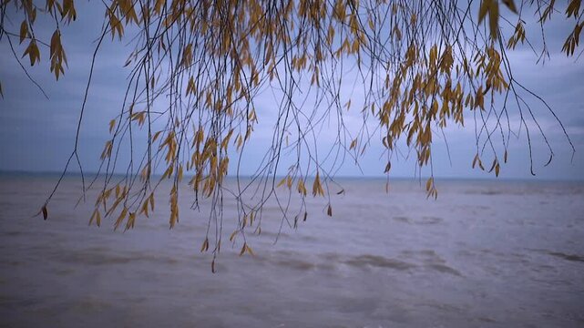 Branches with yellowed leaves sway against the backdrop of a cloudy sea, autumn, waves.