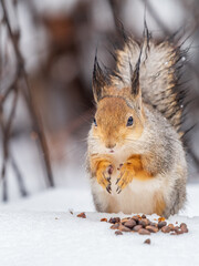 Fototapeta premium The squirrel in winter sits on white snow.