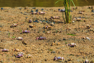Field teeming with crabs as they move across the cracked, sunlit mud.