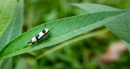 A vividly patterned Lichen Moth (subfamily Arctiinae) perched on a green leaf. Known for its bright colors and unique markings, this moth mimics toxic species to deter predators.