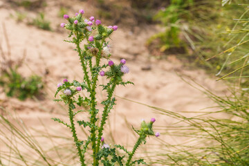 Common thistle thrives in sandy soil with its signature spiky stems and soft purple blooms.