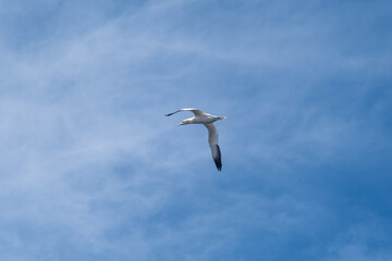 Gannet flying in Percé, Quebec, Canada